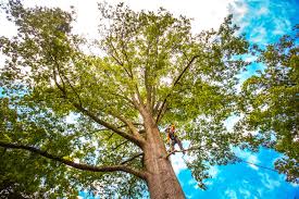 How Our Tree Care Process Works  in  Broadway, VA