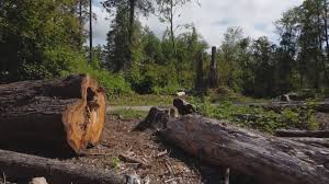 Best Tree Fertilization  in Broadway, VA
