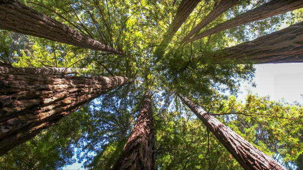 Best Tree and Shrub Care  in Broadway, VA