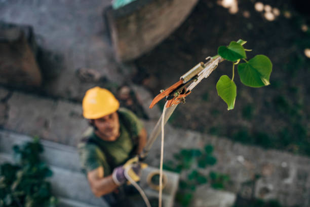 Best Tree Risk Assessment  in Broadway, VA