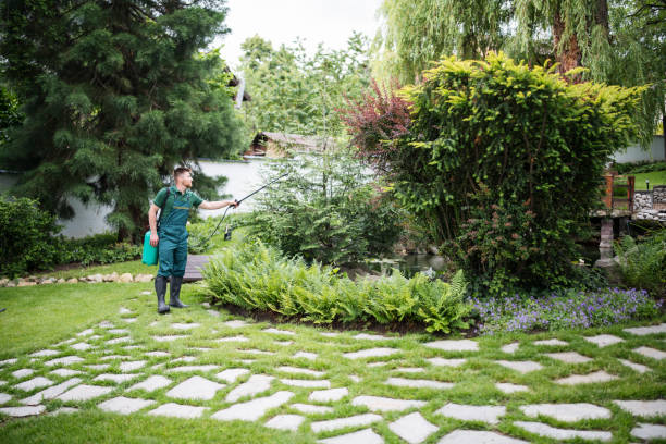 Best Lawn Disease Treatment  in Broadway, VA
