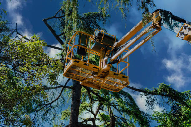 Best Emergency Tree Removal  in Broadway, VA