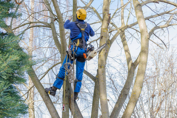 Best Fruit Tree Pruning  in Broadway, VA