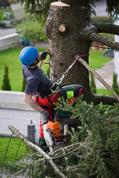 Best Lawn Irrigation Installation and Maintenance  in Broadway, VA