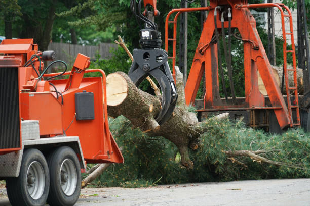 Best Palm Tree Trimming  in Broadway, VA