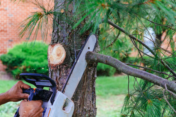 Best Tree Removal  in Broadway, VA