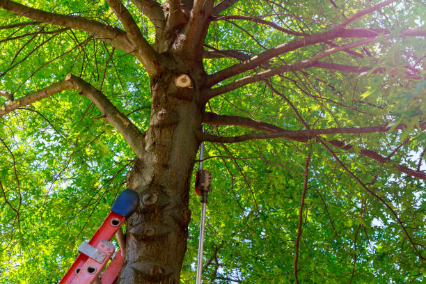 Best Tree Trimming and Pruning  in Broadway, VA